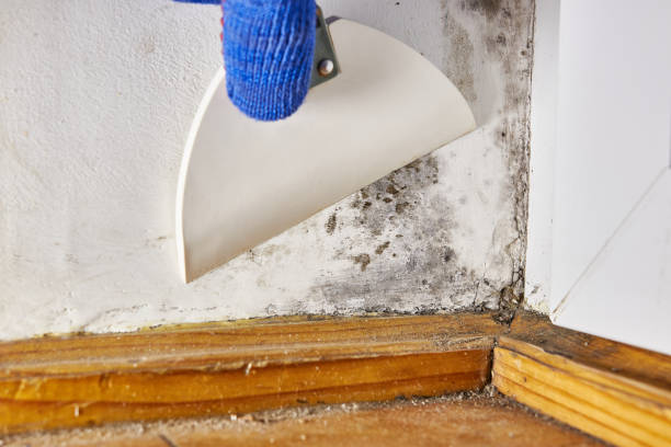 Best Biohazard Mold Removal  in Tahoe Vista, CA